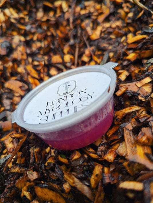 agar cup (10 cups)