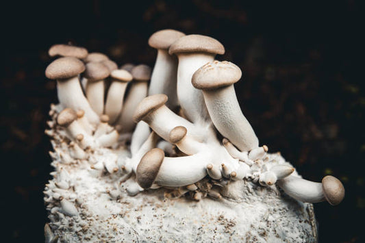king oyster liquid culture